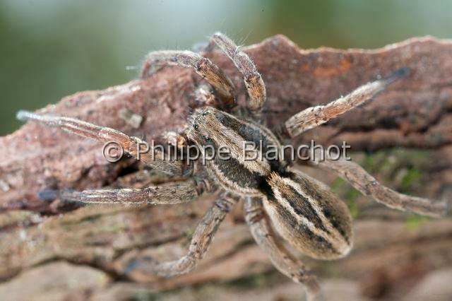 Lycosidae_4470.JPG - France, Araneae, Lycosidae, Lycose ou Araignée-loup (Alopecosa sp), Wolf spider